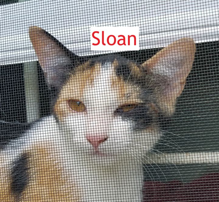Sloan (Allyssa's foster) 2