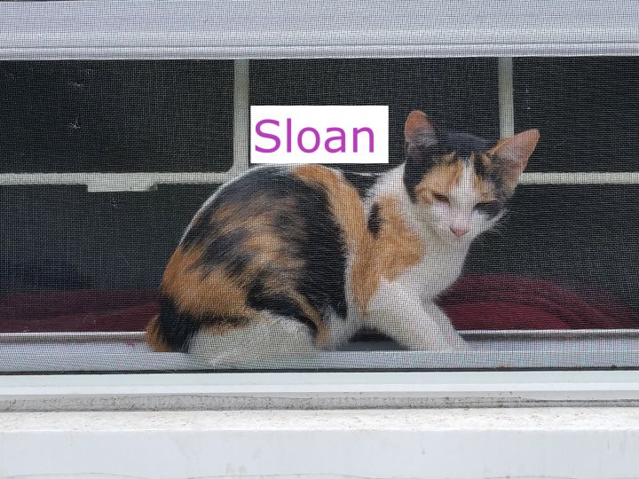 Sloan (Allyssa's foster) 3