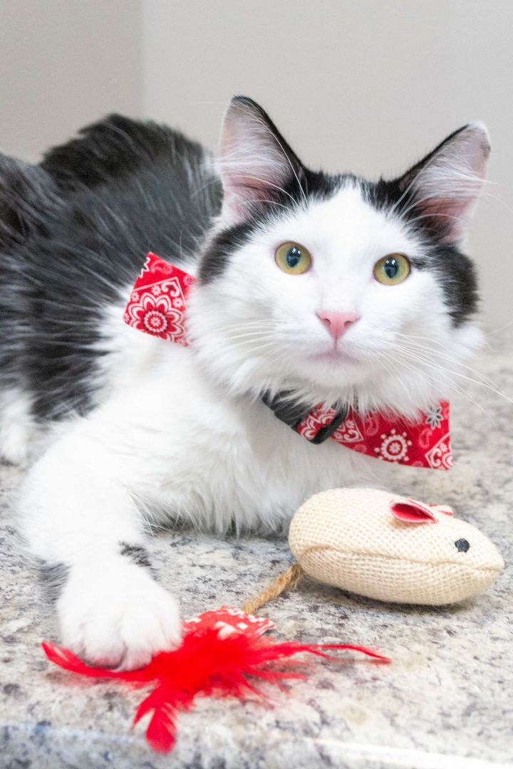 Cat For Adoption Max A Domestic Long Hair Tuxedo Mix In
