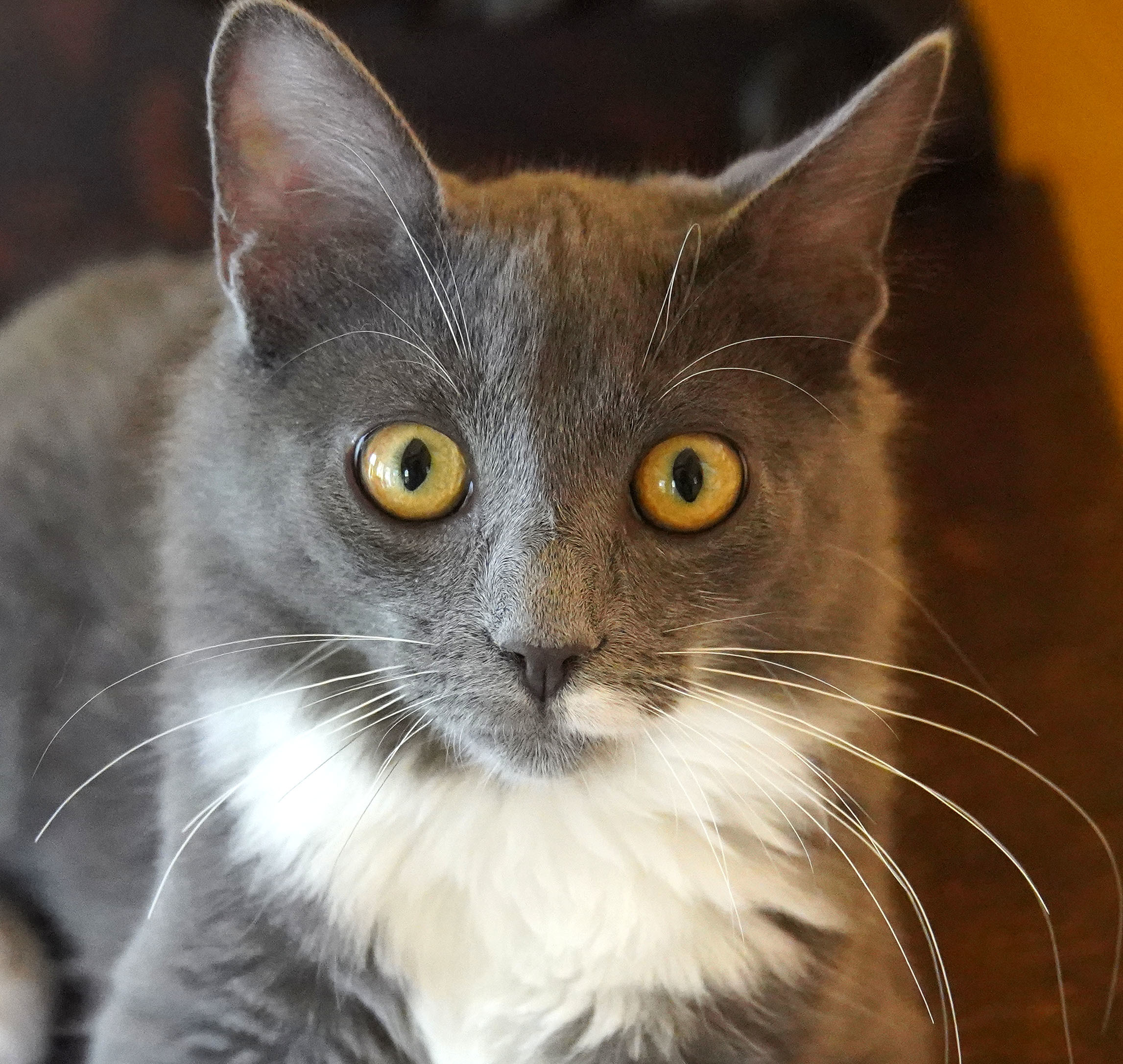 Rocky, an adoptable Tuxedo, Domestic Medium Hair in Franklin, TN, 37064 | Photo Image 2