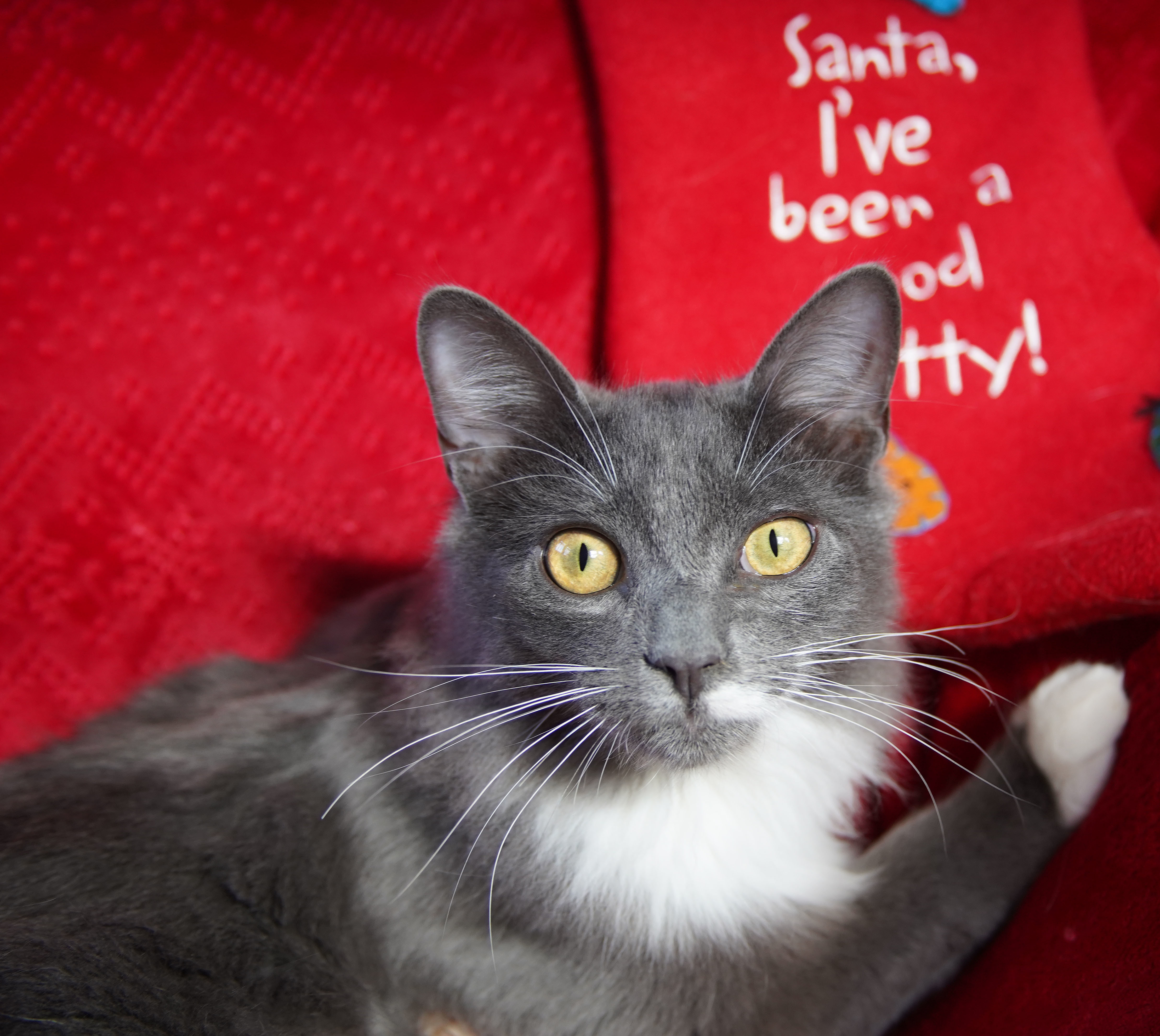 Rocky, an adoptable Tuxedo, Domestic Medium Hair in Franklin, TN, 37064 | Photo Image 3