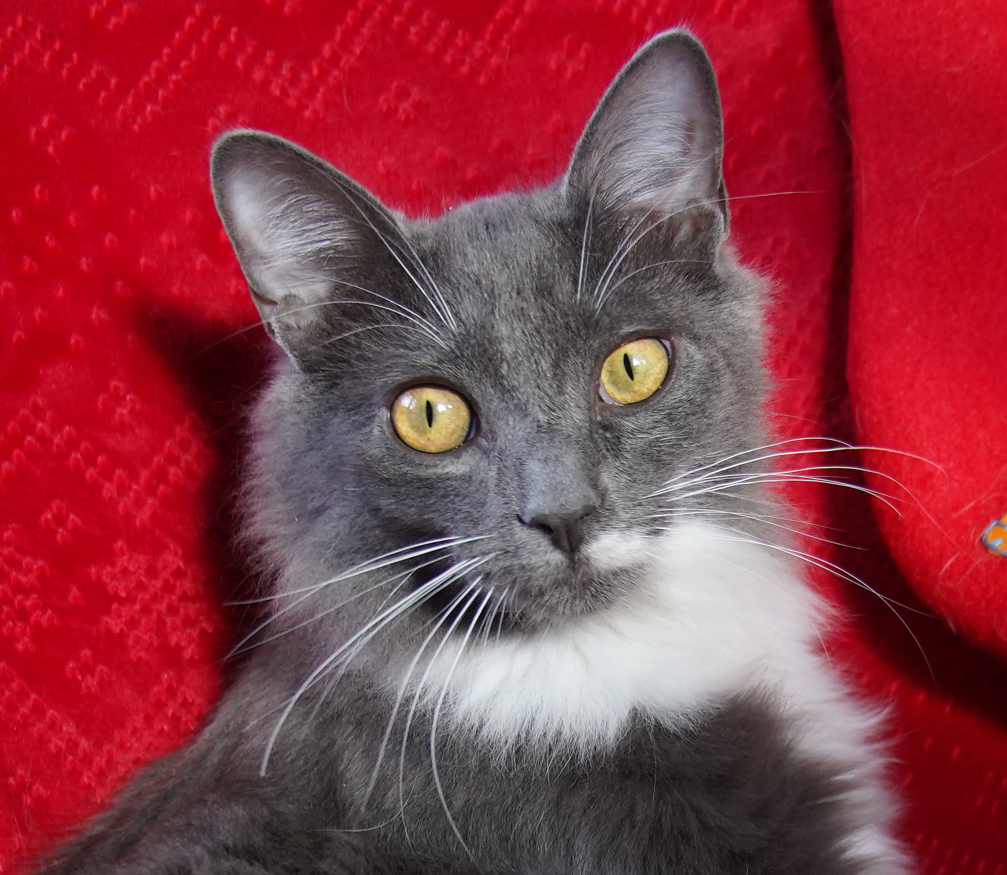 Rocky, an adoptable Tuxedo, Domestic Medium Hair in Franklin, TN, 37064 | Photo Image 1