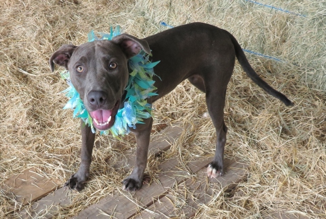 LADY 317093, an adoptable Pit Bull Terrier in Oklahoma City, OK, 73129 | Photo Image 1