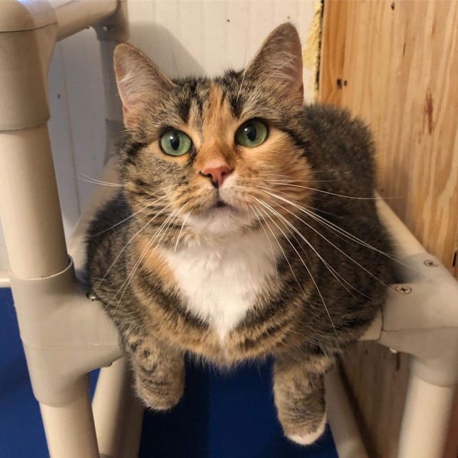 Cat for adoption Venti, a Manx in Queenstown, MD Petfinder