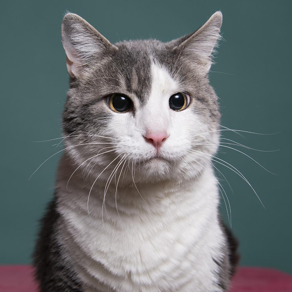 Highway, an adoptable Domestic Short Hair in Kanab, UT, 84741 | Photo Image 1