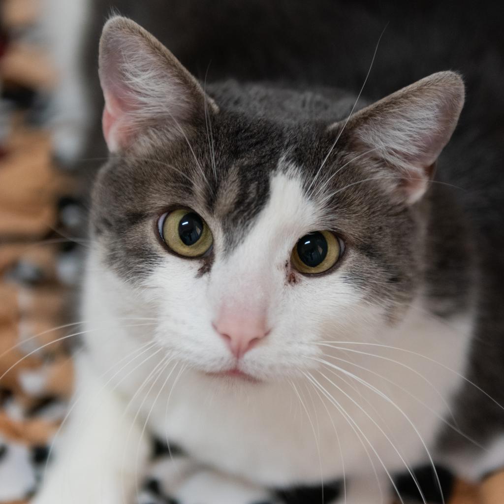 Highway, an adoptable Domestic Short Hair in Kanab, UT, 84741 | Photo Image 3