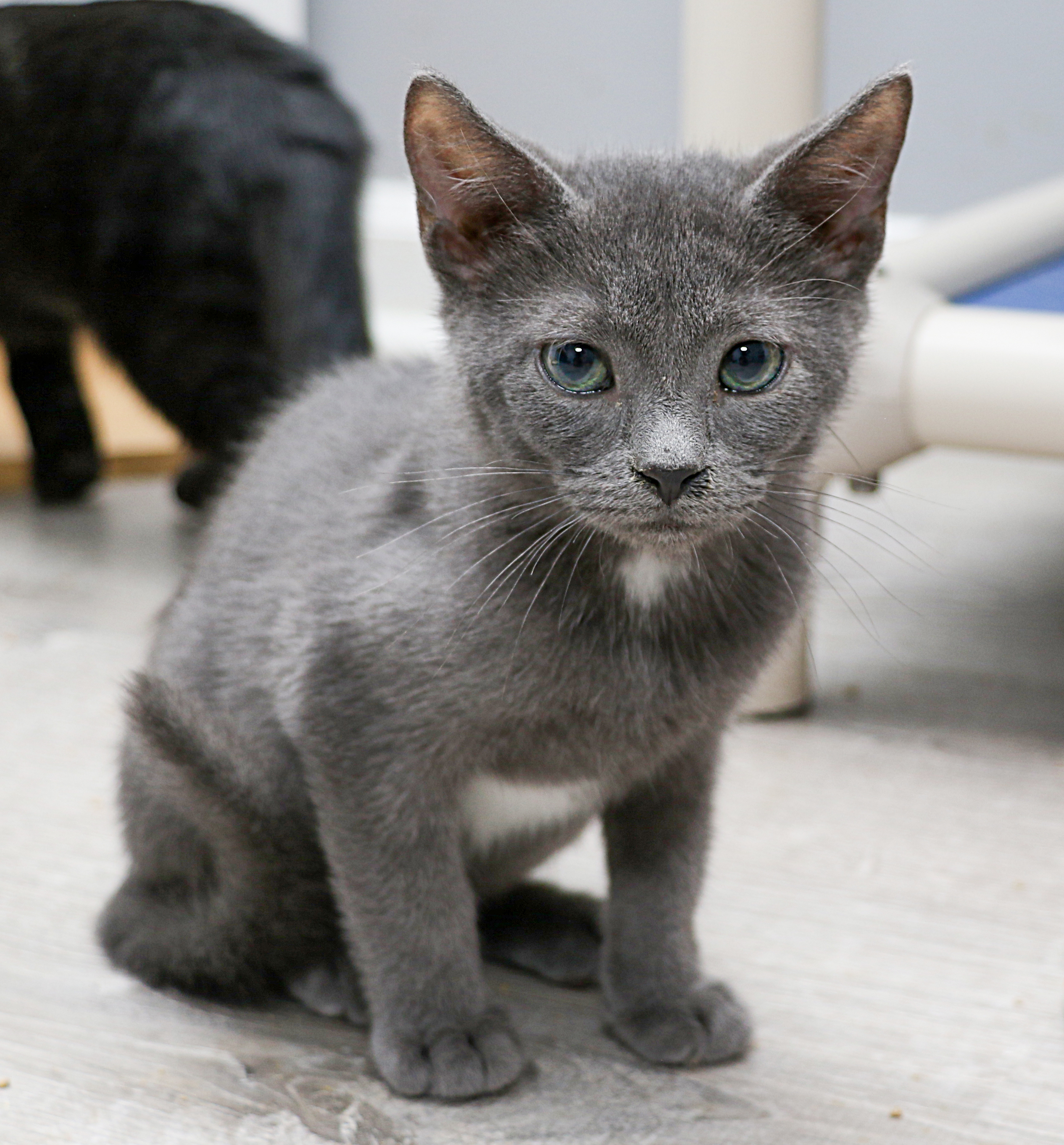 York, an adoptable Russian Blue in Charlotte, NC, 28215 | Photo Image 5
