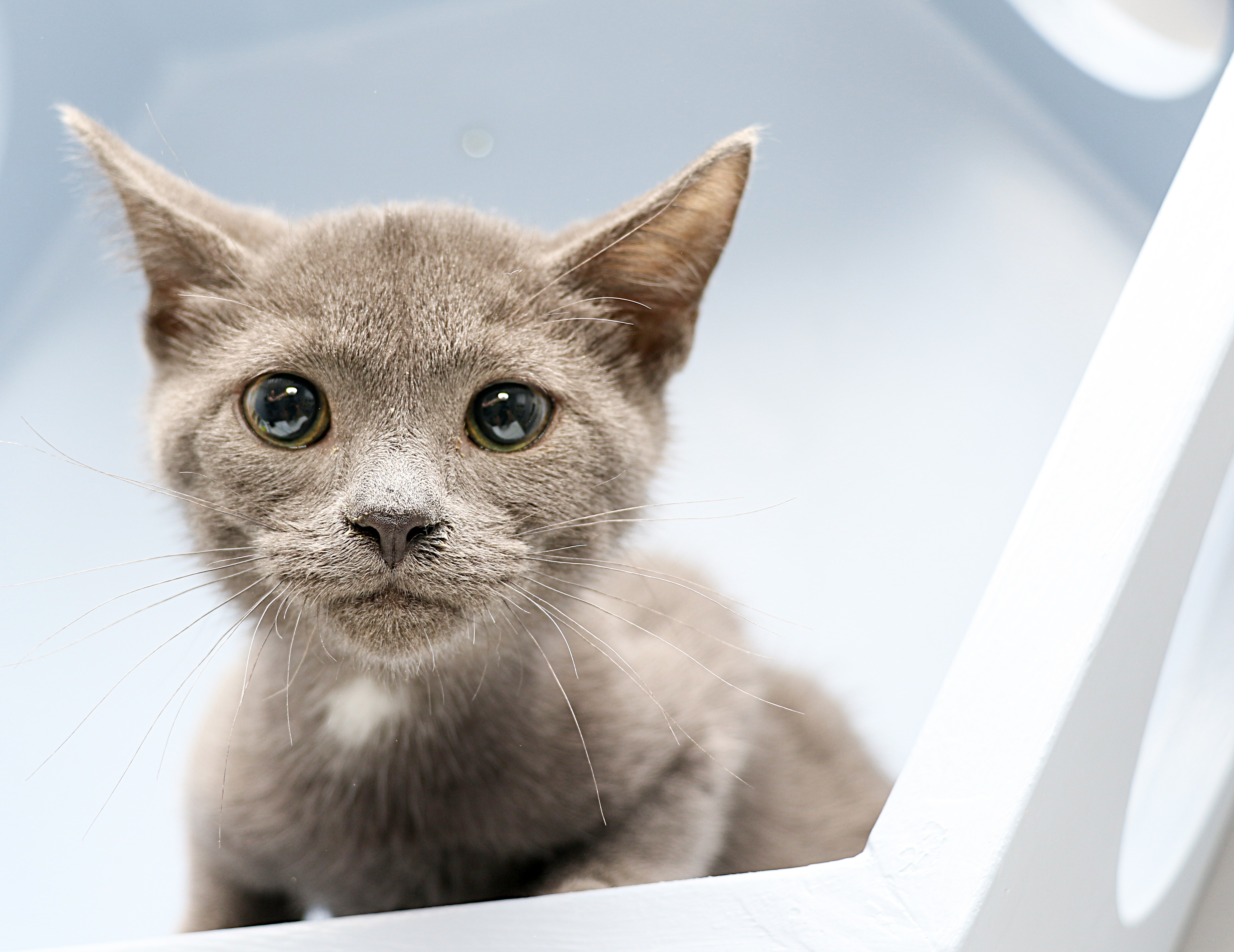 York, an adoptable Russian Blue in Charlotte, NC, 28215 | Photo Image 4