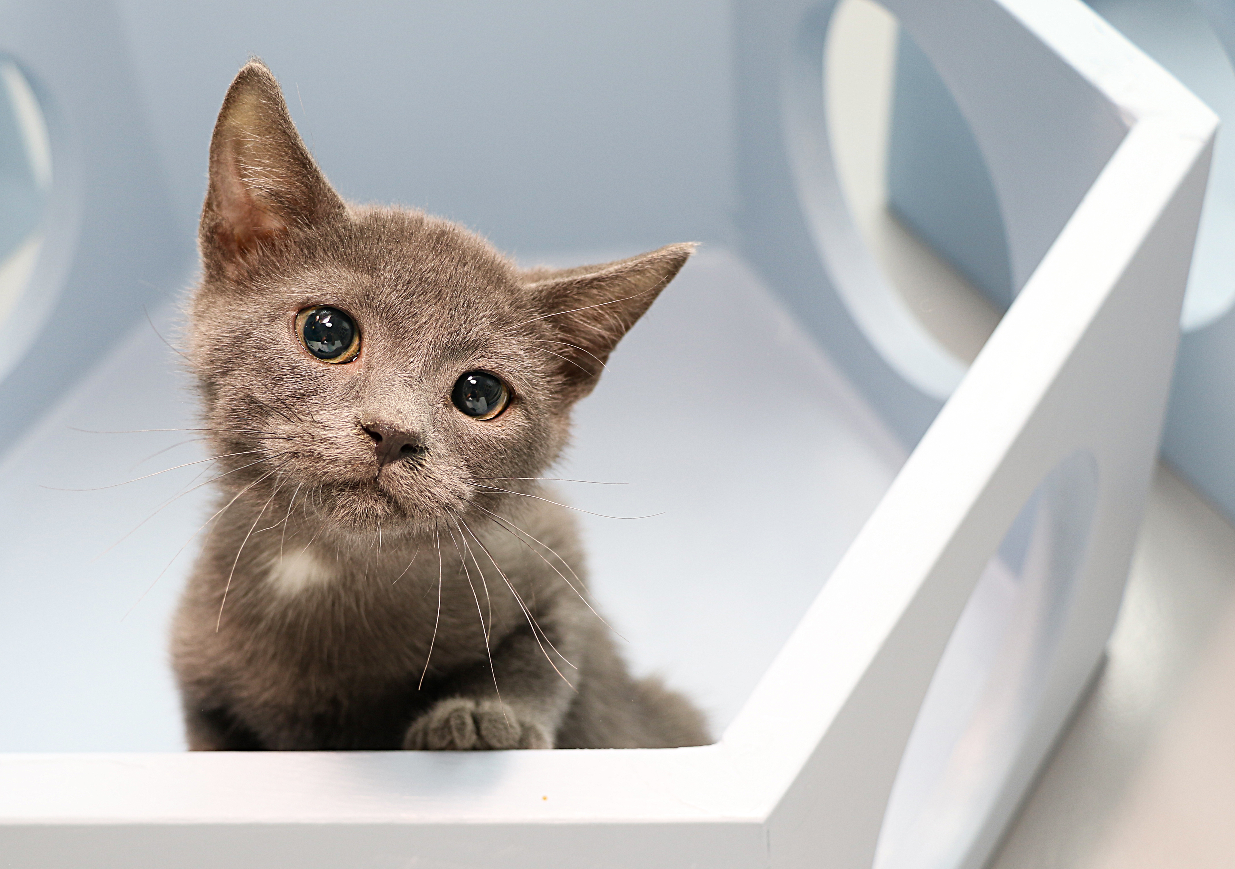 York, an adoptable Russian Blue in Charlotte, NC, 28215 | Photo Image 7