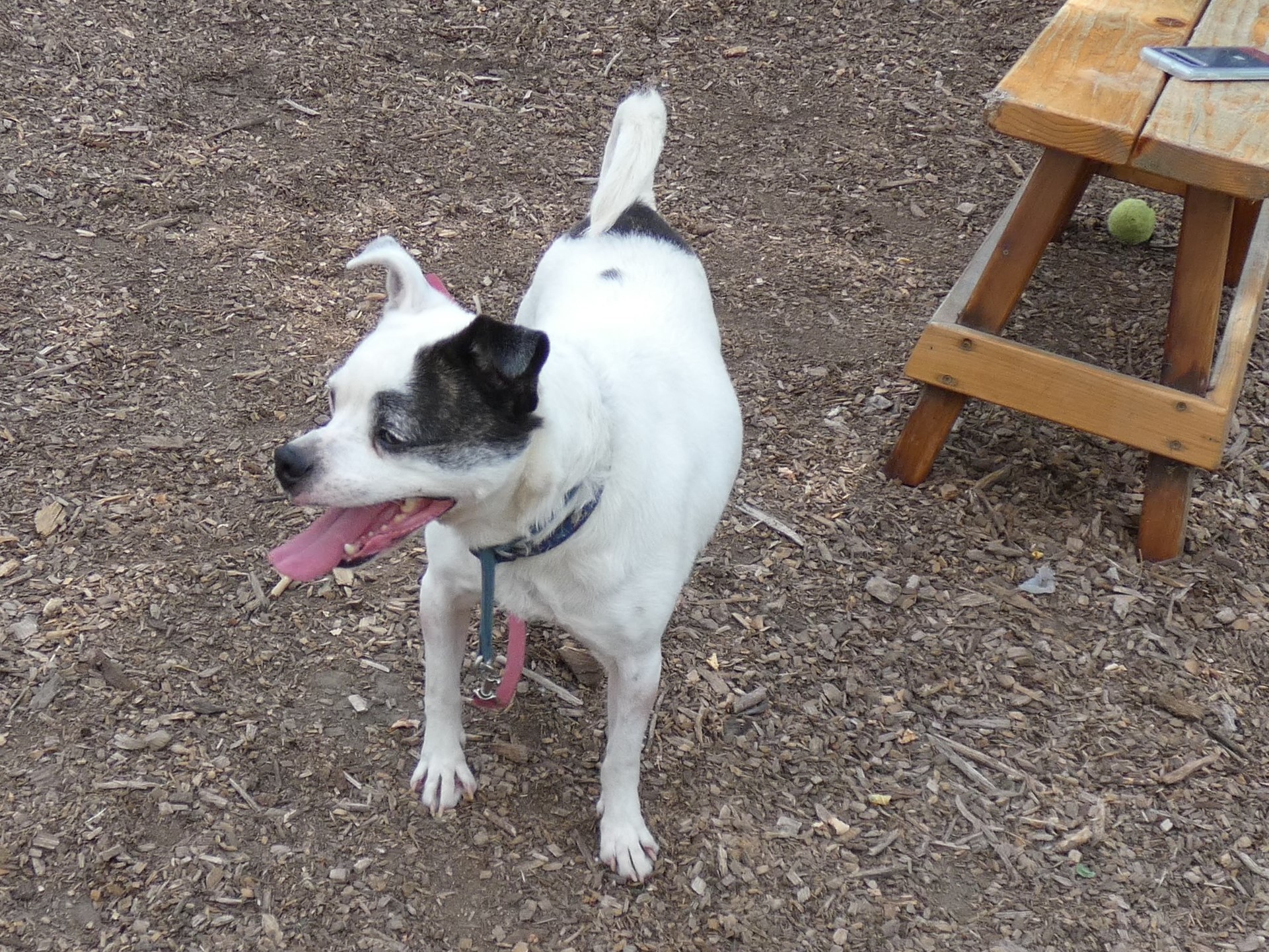 Buddy Dancer, an adoptable Jack Russell Terrier, Pug in Ringwood, NJ, 07456 | Photo Image 2