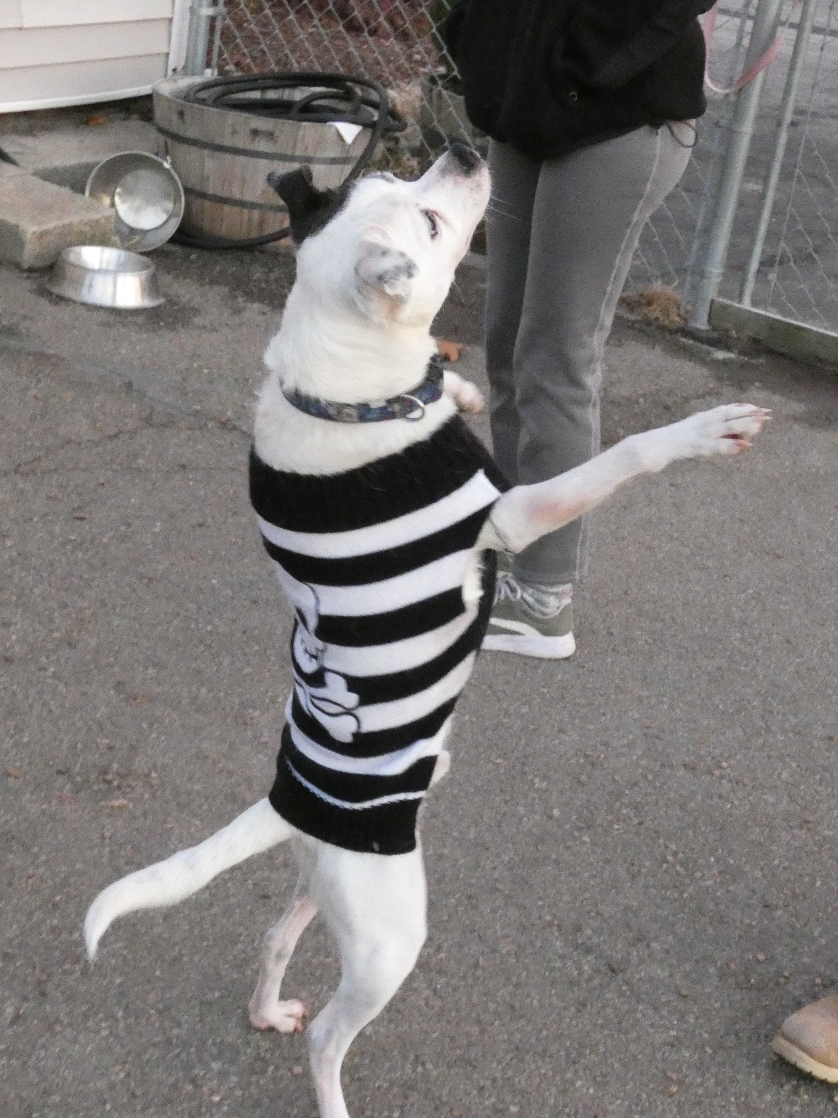 Buddy Dancer, an adoptable Jack Russell Terrier, Pug in Ringwood, NJ, 07456 | Photo Image 4