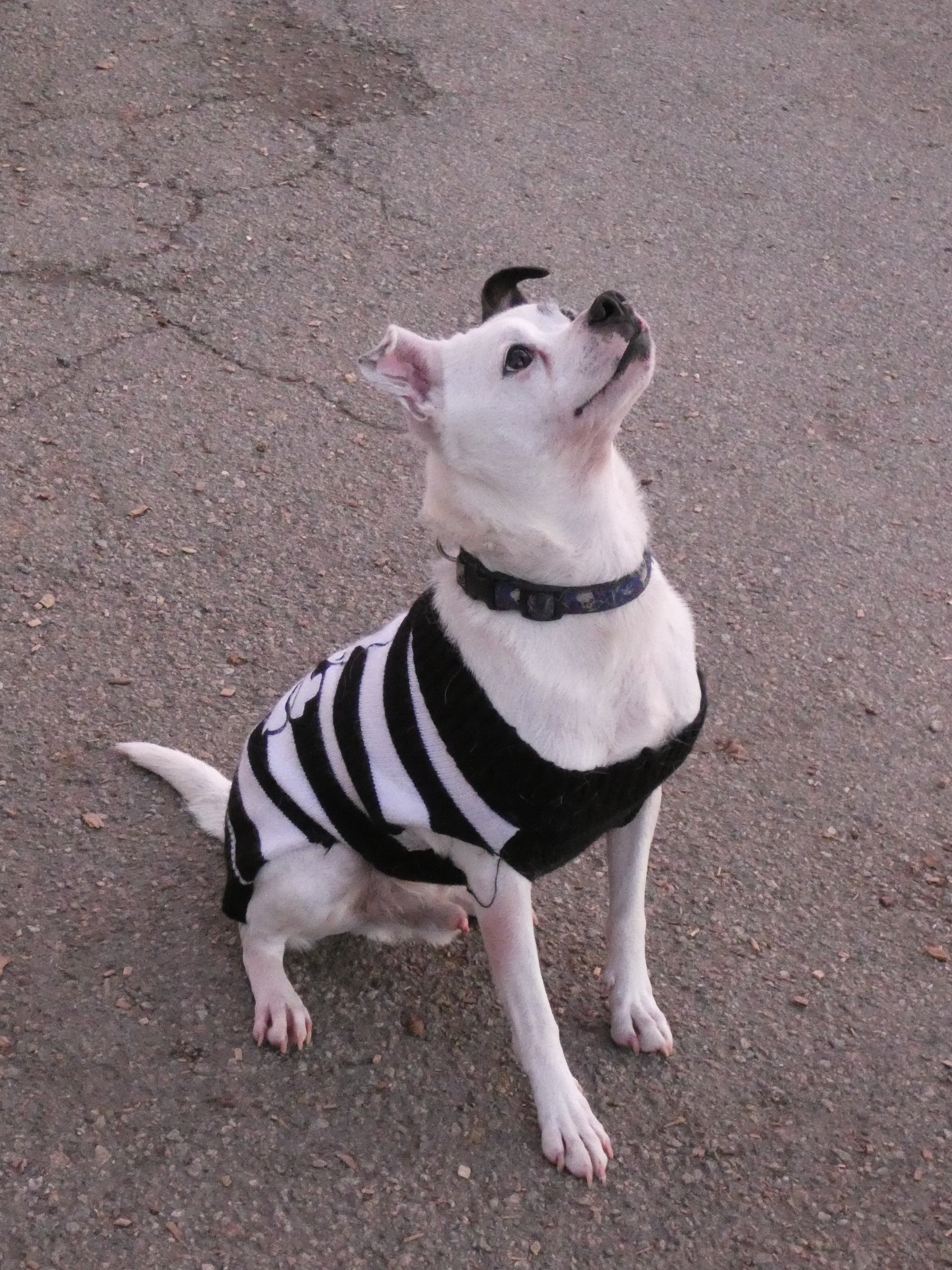 Buddy Dancer, an adoptable Jack Russell Terrier, Pug in Ringwood, NJ, 07456 | Photo Image 6