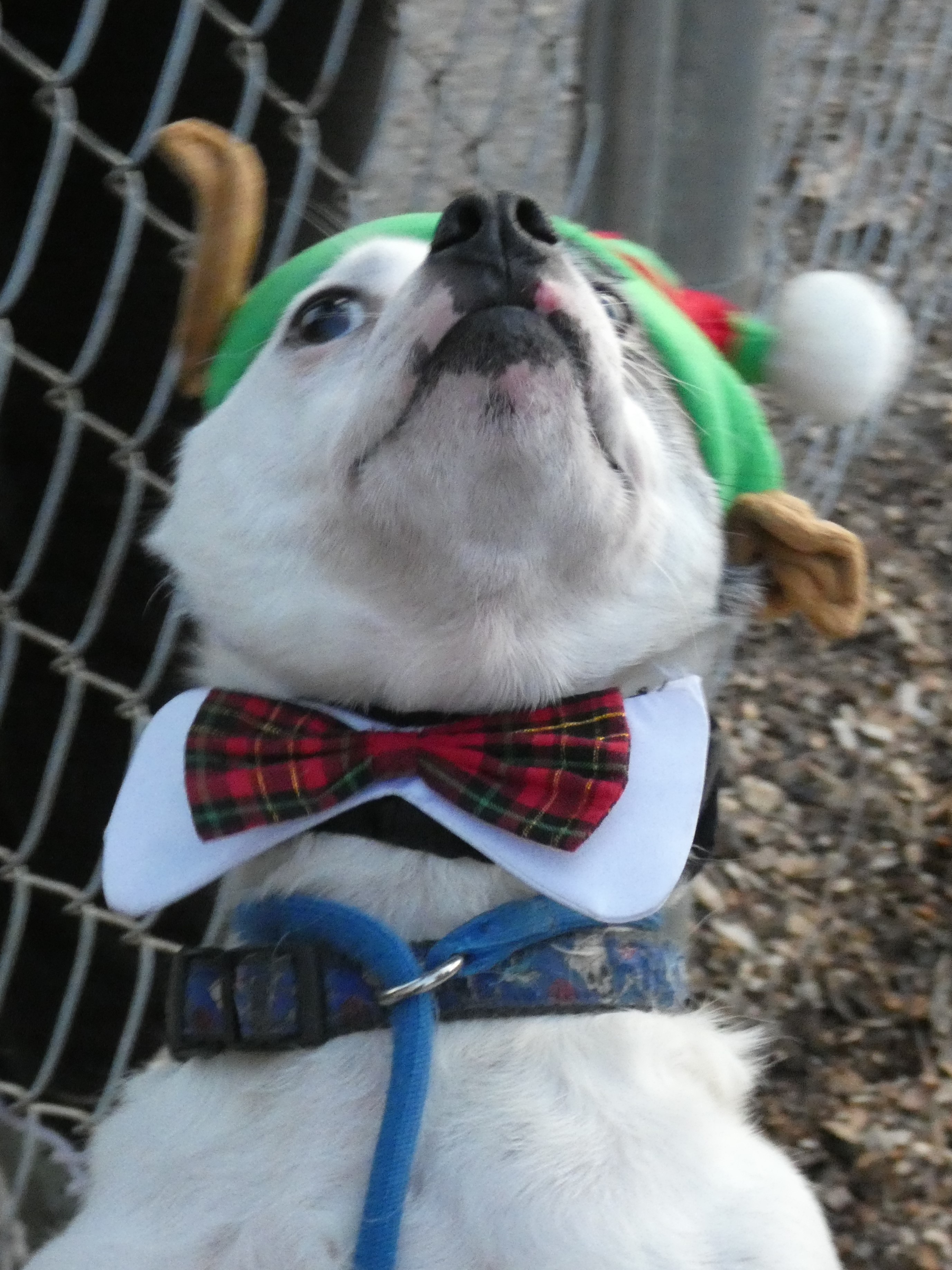 Buddy Dancer, an adoptable Jack Russell Terrier, Pug in Ringwood, NJ, 07456 | Photo Image 8