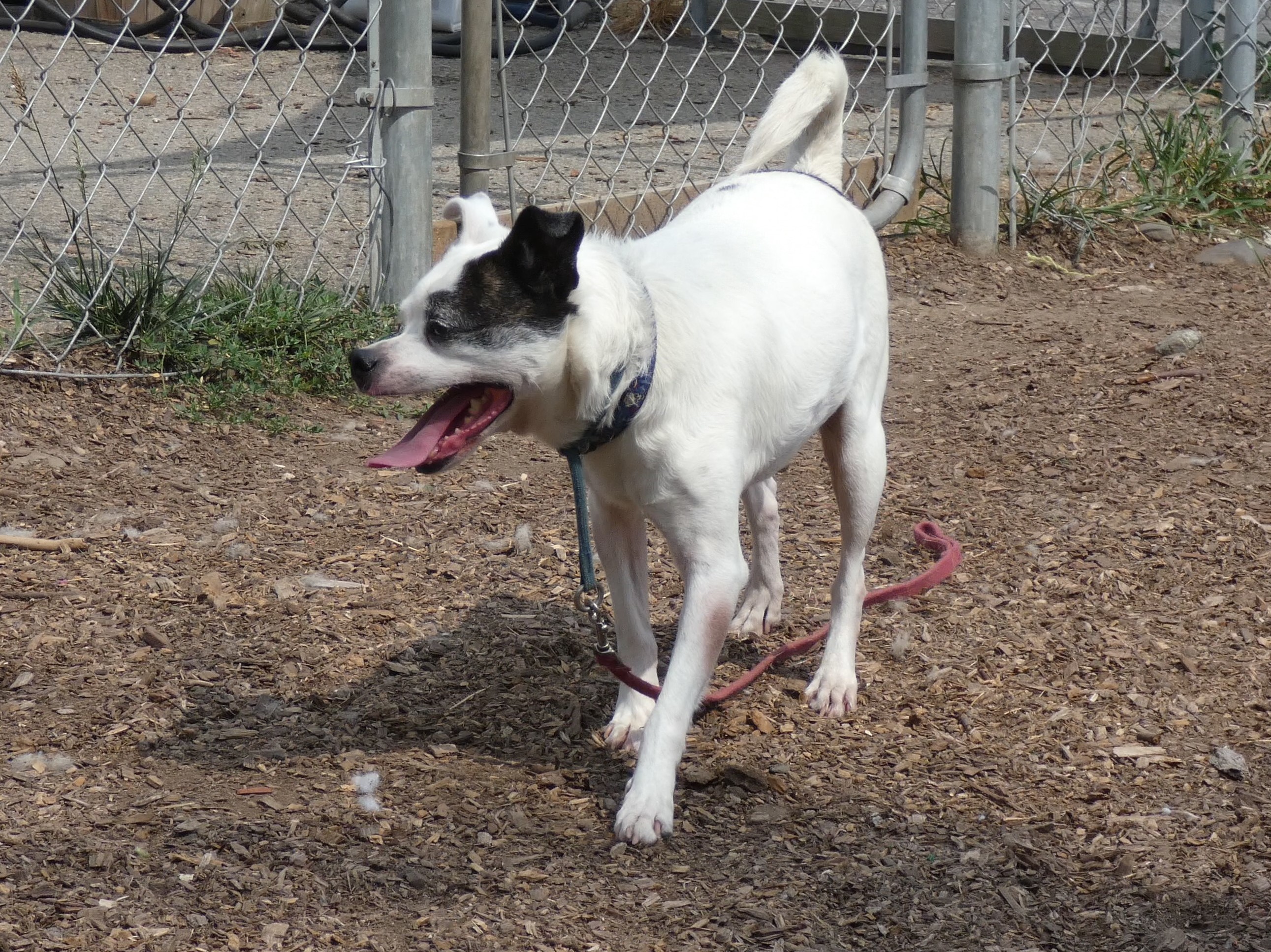 Buddy Dancer, an adoptable Jack Russell Terrier, Pug in Ringwood, NJ, 07456 | Photo Image 10