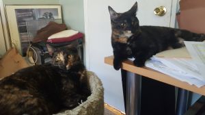 Date of Birth March 2018 Braverly and CeCe are Tortie sisters rescued July 2018 at The Houston rest