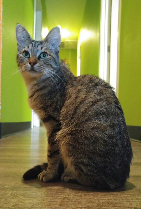 VIENNA, an adoptable Domestic Short Hair & Tabby Mix in Tyler, TX_image-2