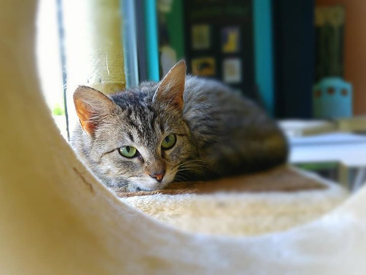 VIENNA, an adoptable Domestic Short Hair & Tabby Mix in Tyler, TX_image-3