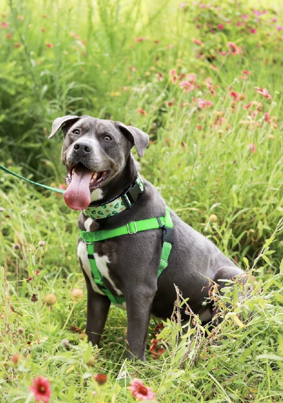 Cooper, an adoptable American Staffordshire Terrier, Labrador Retriever in Holly Springs, NC, 27540 | Photo Image 1