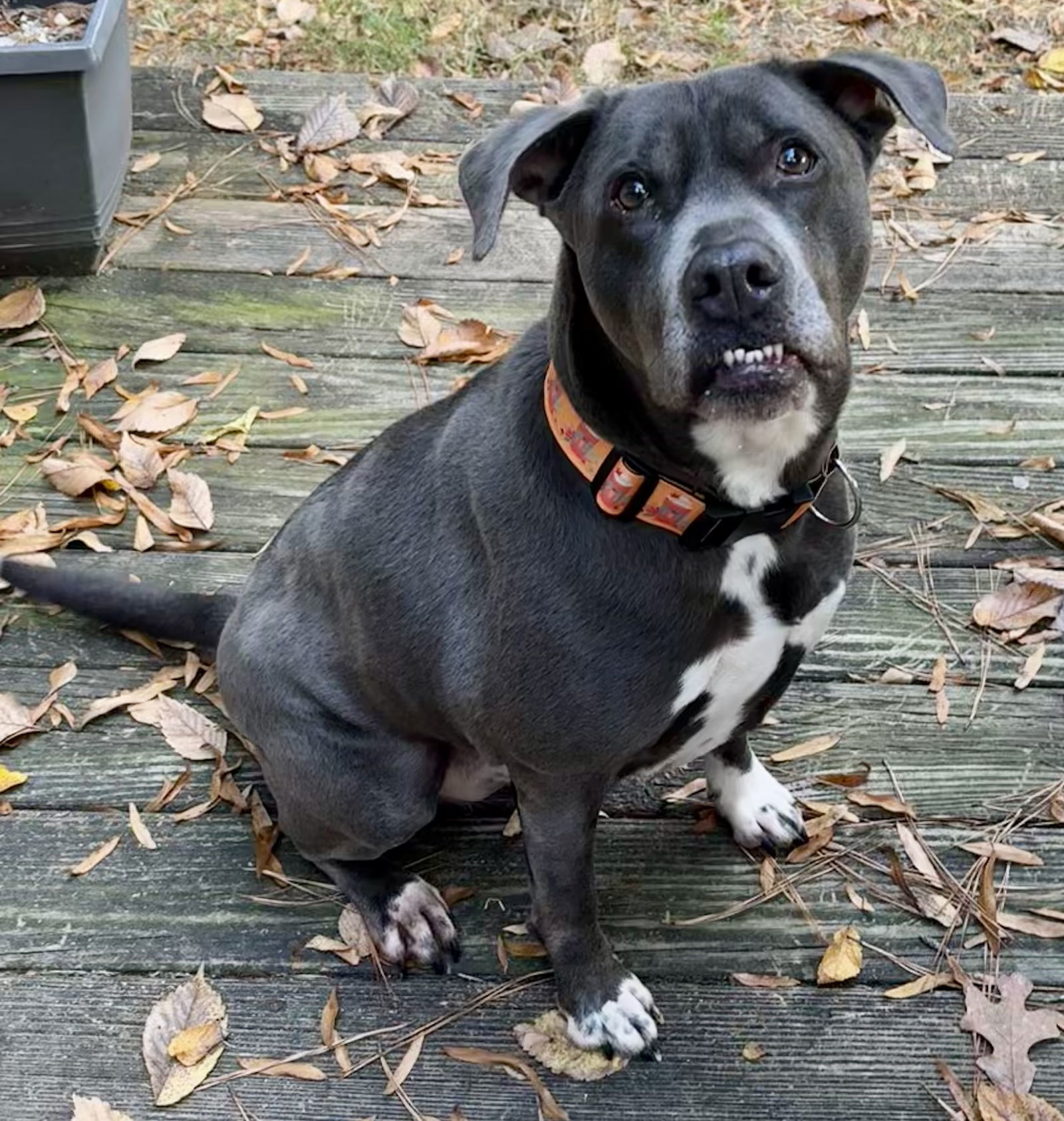 Cooper, an adoptable American Staffordshire Terrier, Labrador Retriever in Holly Springs, NC, 27540 | Photo Image 1