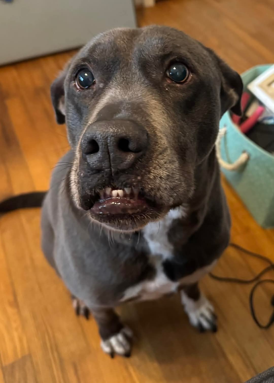 Cooper, an adoptable American Staffordshire Terrier, Labrador Retriever in Holly Springs, NC, 27540 | Photo Image 1