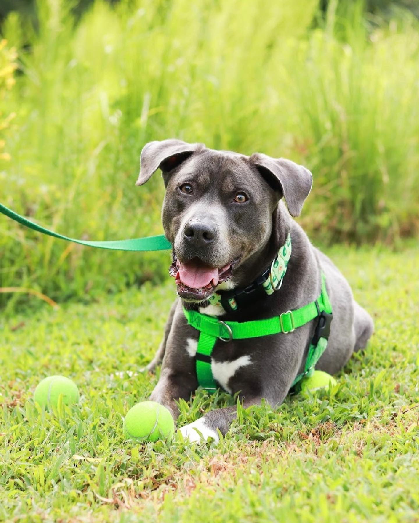 Cooper, an adoptable American Staffordshire Terrier, Labrador Retriever in Holly Springs, NC, 27540 | Photo Image 1