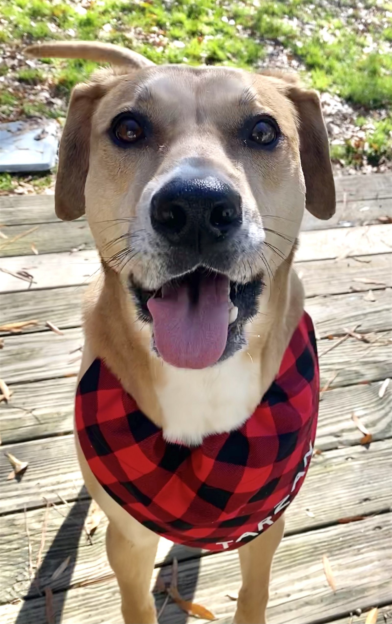 Tarzan, an adoptable Hound in Holly Springs, NC, 27540 | Photo Image 3