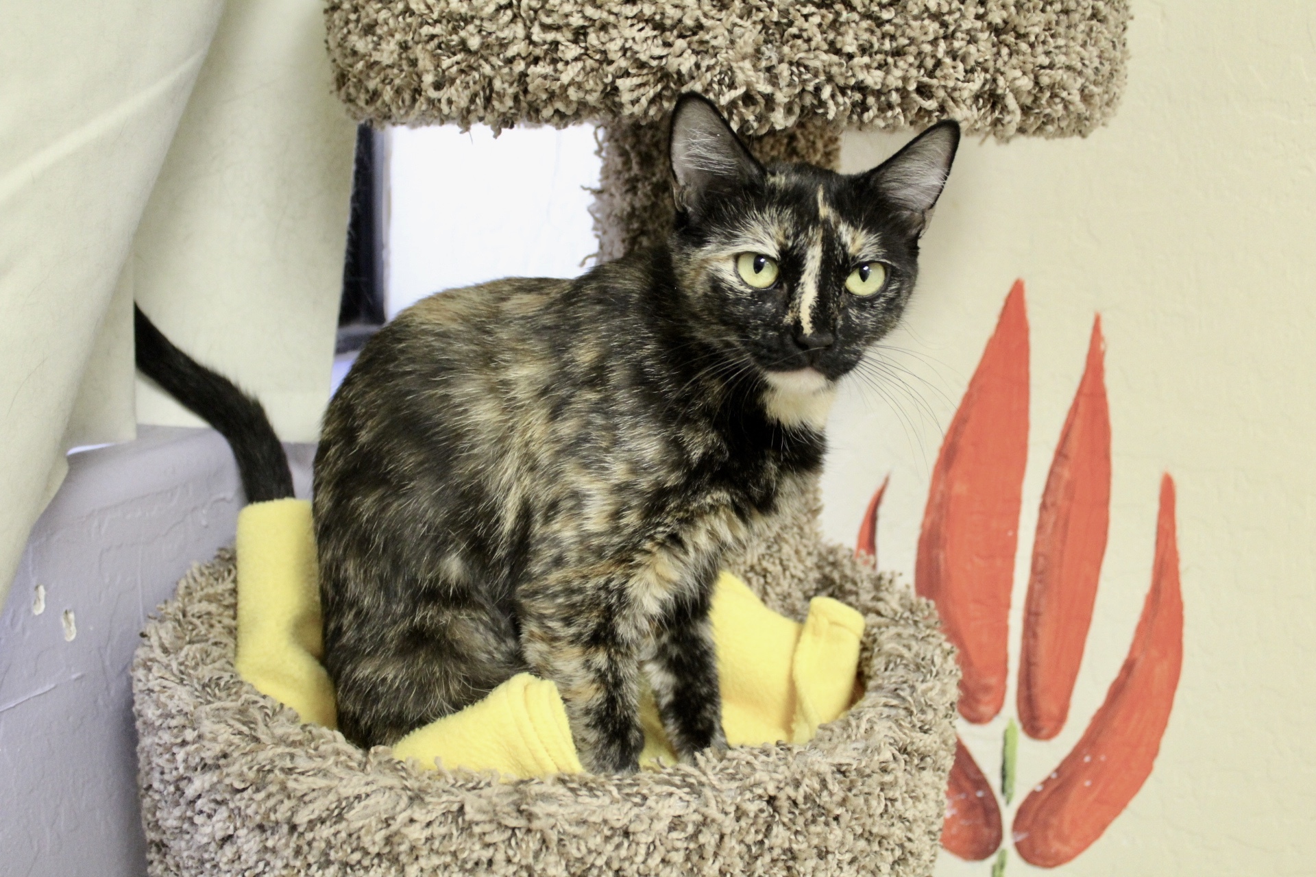 Button, an adoptable Tortoiseshell in Fountain Hills, AZ, 85268 | Photo Image 2