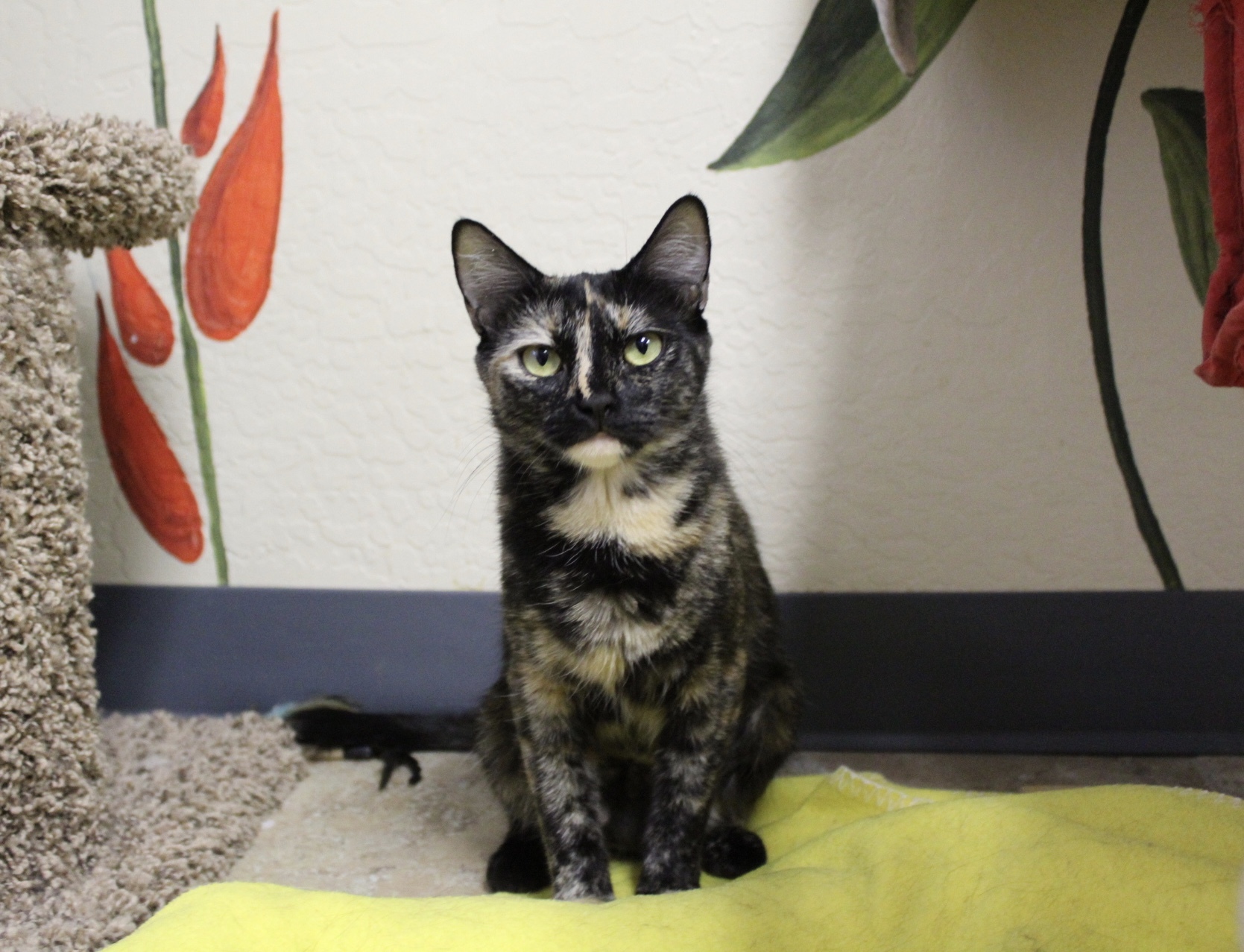 Button, an adoptable Tortoiseshell in Fountain Hills, AZ, 85268 | Photo Image 4