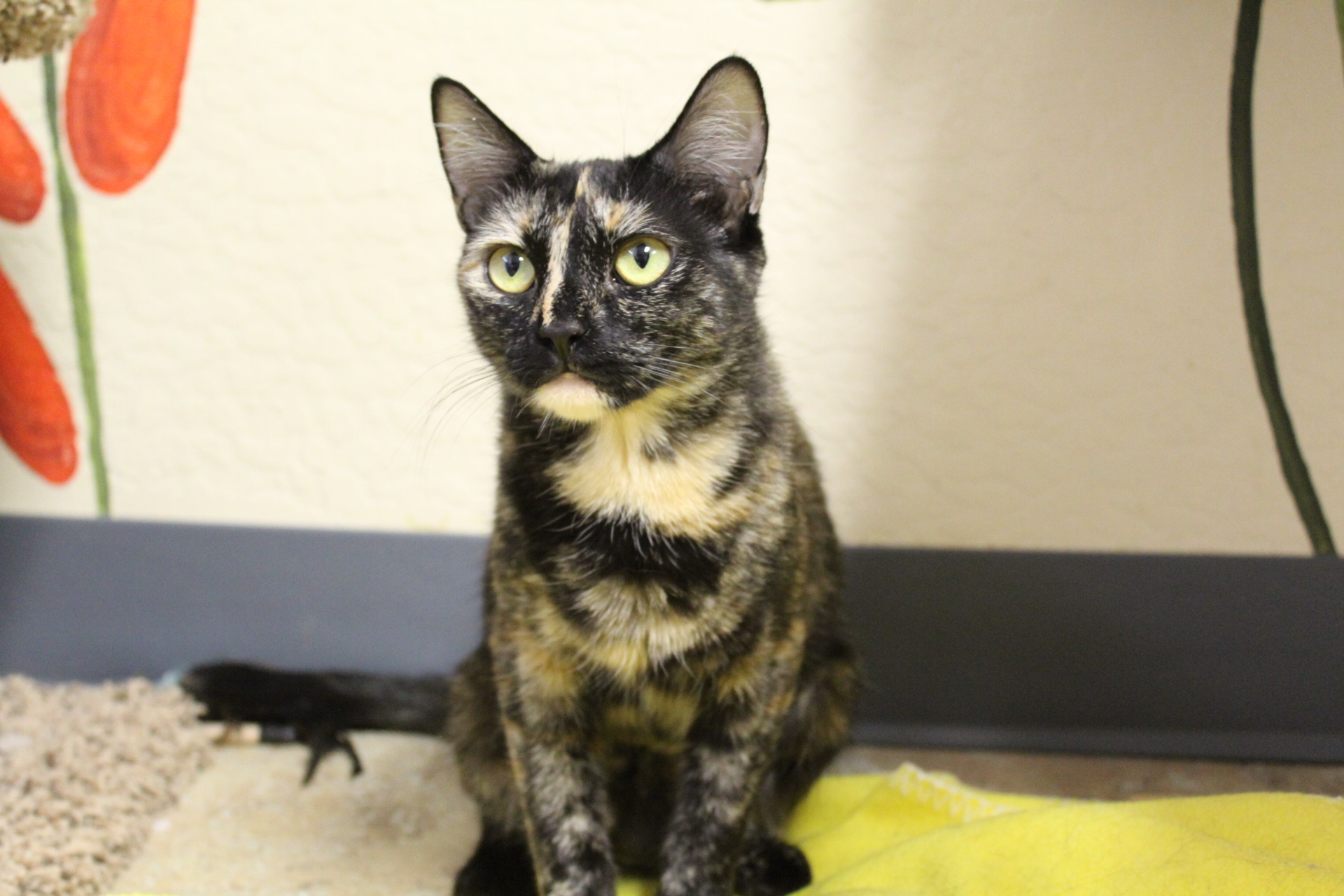 Button, an adoptable Tortoiseshell in Fountain Hills, AZ, 85268 | Photo Image 6