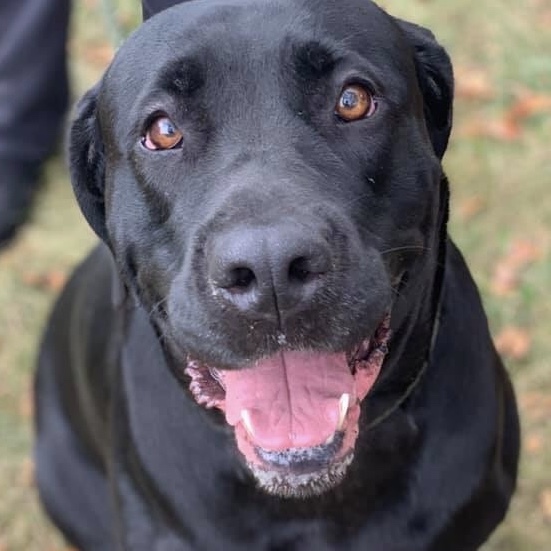 Dog For Adoption Miss Athena A Mastiff Cane Corso Mix