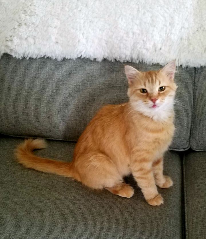 Cat For Adoption Ginger A Domestic Medium Hair Tabby Mix In