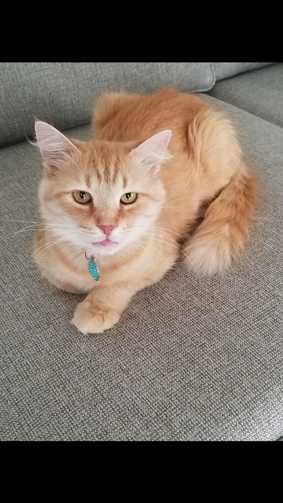 Cat For Adoption Ginger A Domestic Medium Hair Tabby Mix In