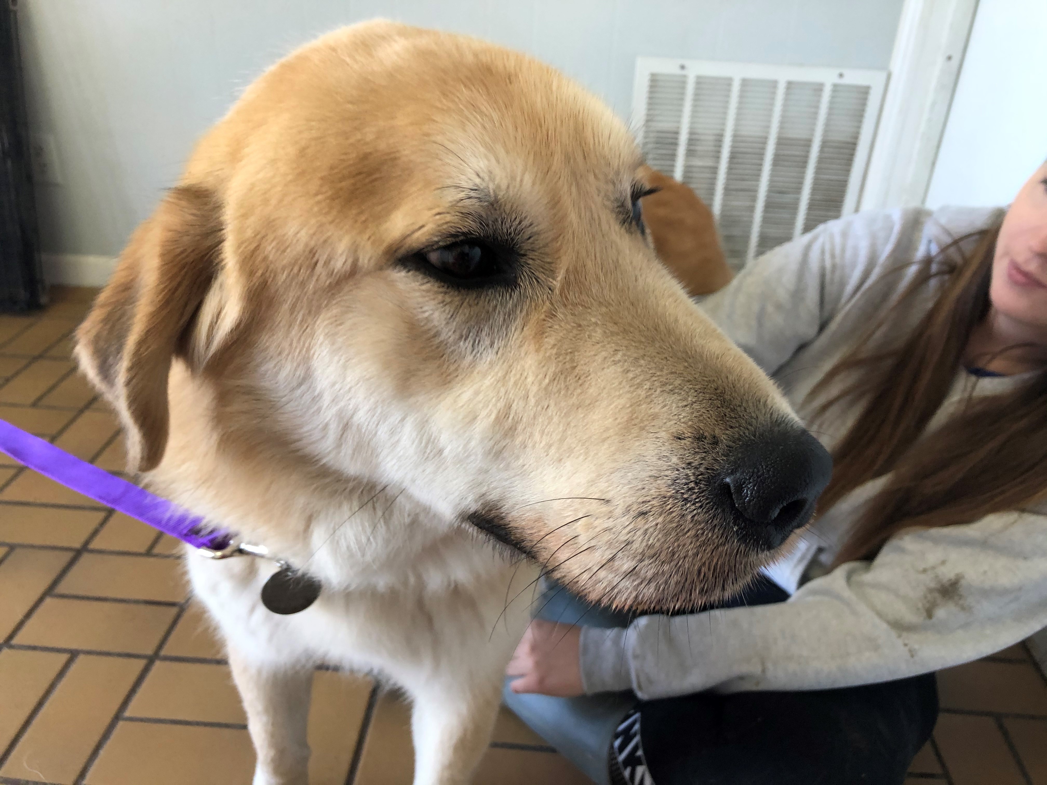 Boyd - Gentle and good with cats and dogs, an adoptable Great Pyrenees, Anatolian Shepherd in Indianapolis, IN, 46260 | Photo Image 3