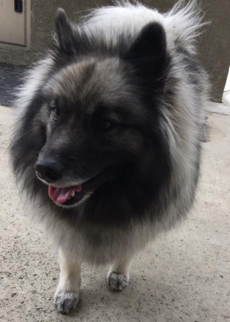 Keeshond rescue deals near me