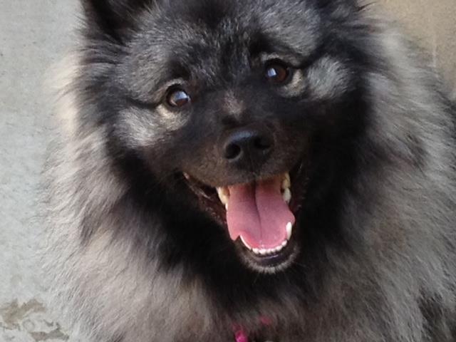 Fosters, an adoptable Keeshond in San Pedro, CA, 90731 | Photo Image 3