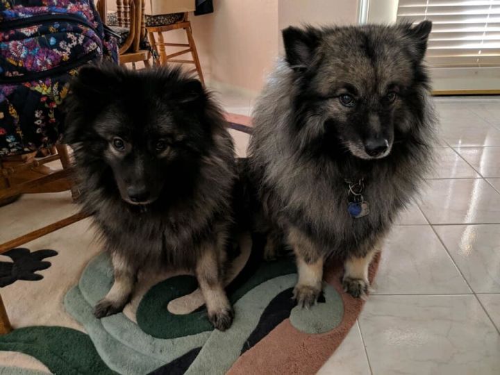 Petfinder keeshond best sale