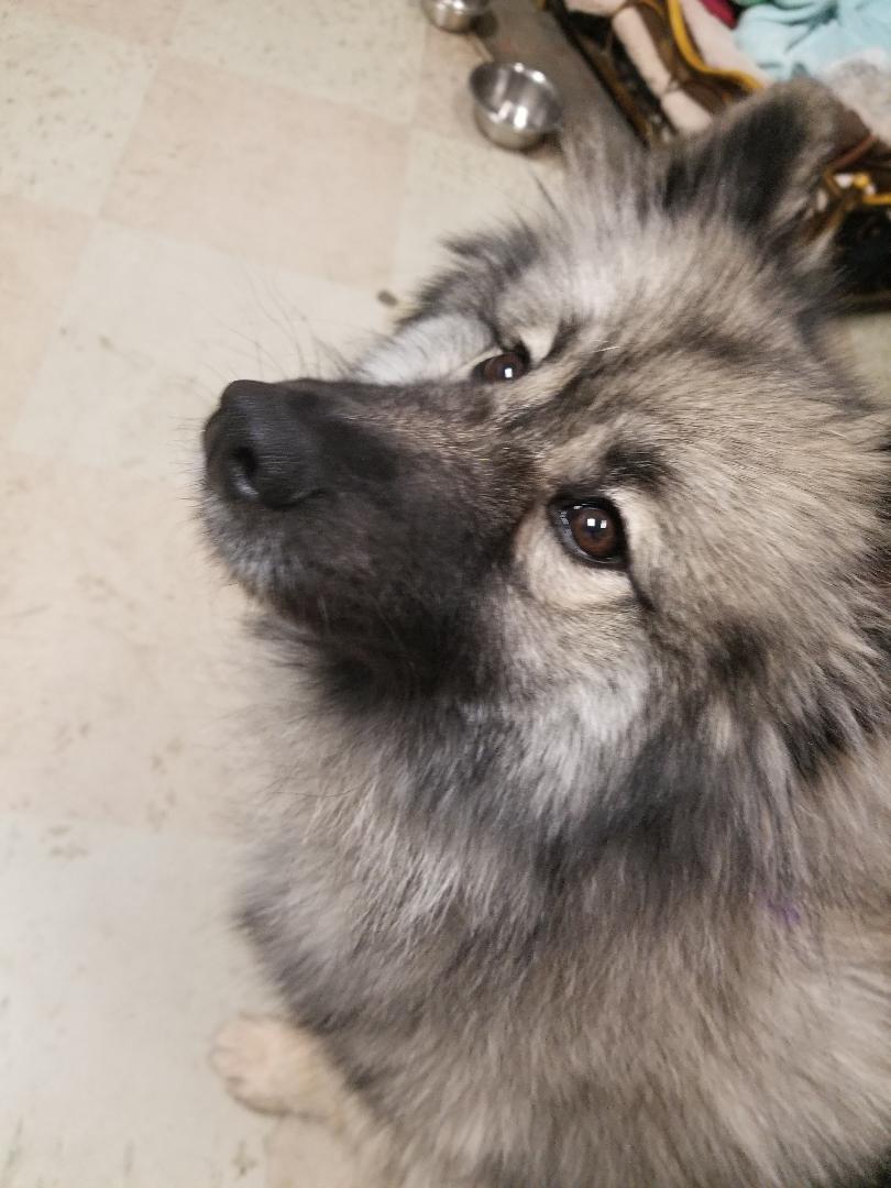 Fosters, an adoptable Keeshond in San Pedro, CA, 90731 | Photo Image 5