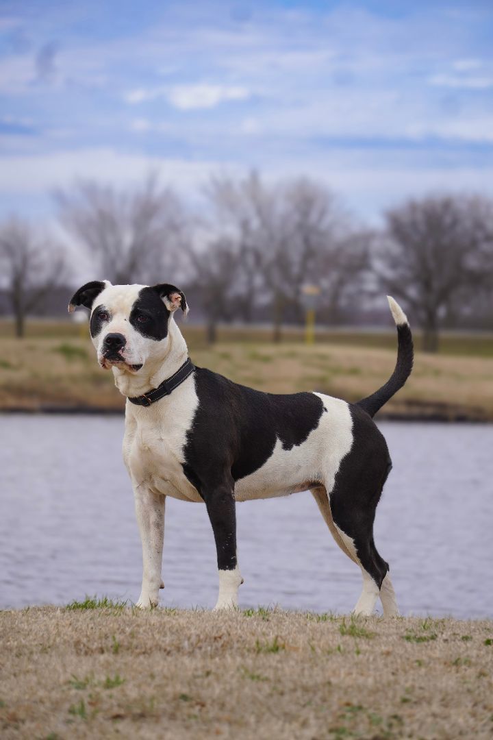 Nova, an adoptable Staffordshire Bull Terrier in Tulsa, OK, 74152 | Photo Image 2