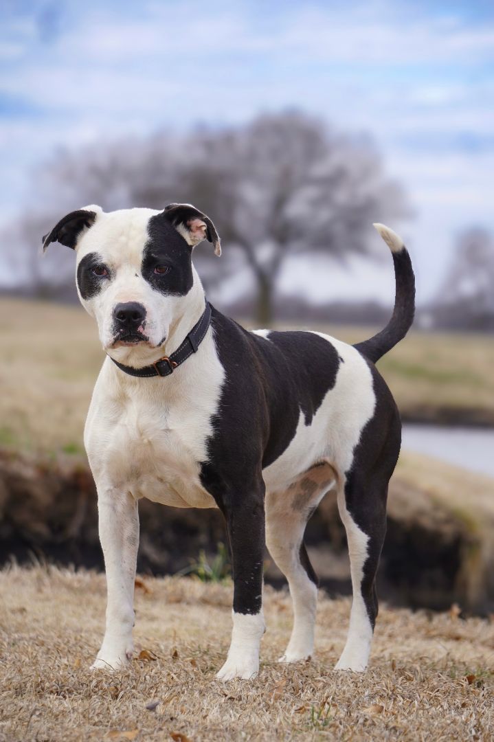 Nova, an adoptable Staffordshire Bull Terrier in Tulsa, OK, 74152 | Photo Image 1