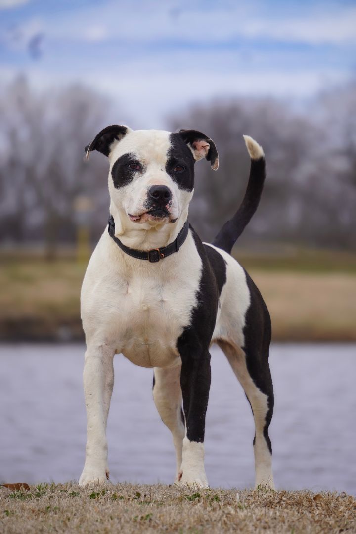 Nova, an adoptable Staffordshire Bull Terrier in Tulsa, OK, 74152 | Photo Image 3