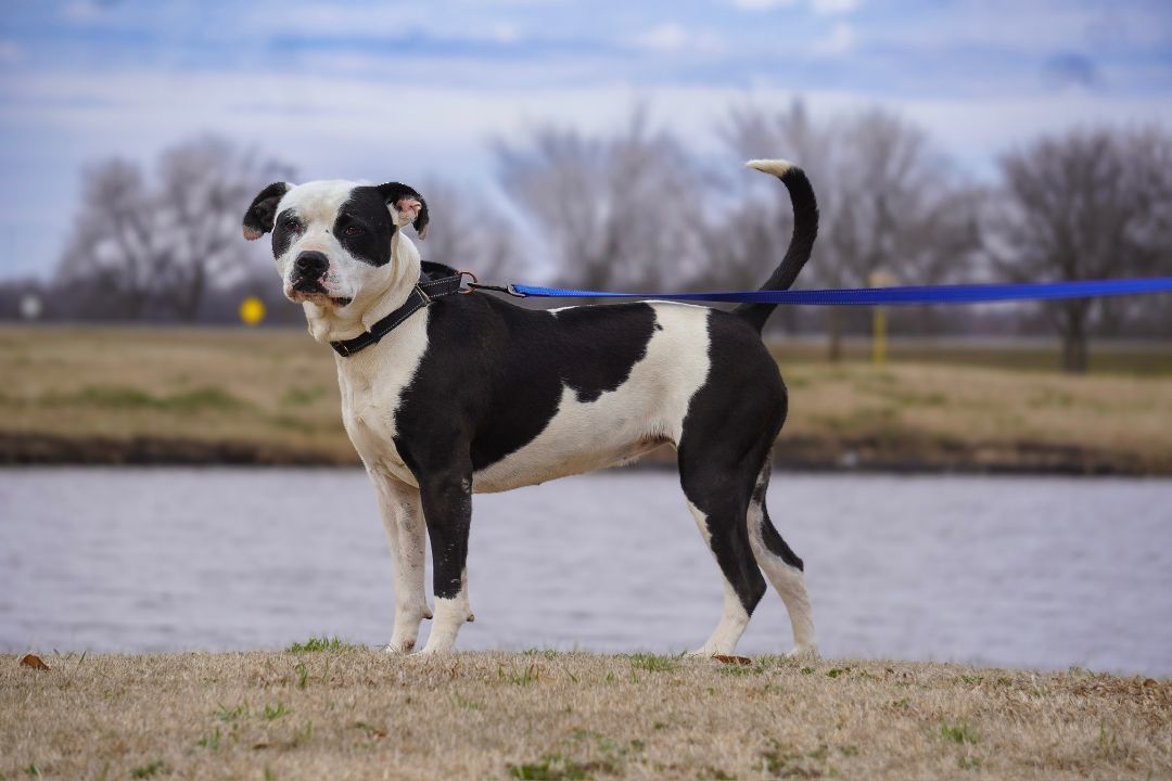 Nova, an adoptable Staffordshire Bull Terrier in Tulsa, OK, 74152 | Photo Image 4