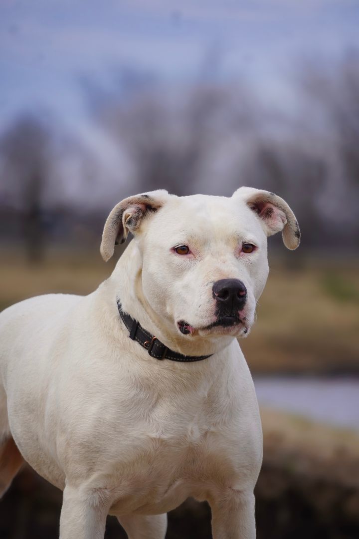 Athena, an adoptable Staffordshire Bull Terrier in Tulsa, OK, 74152 | Photo Image 2