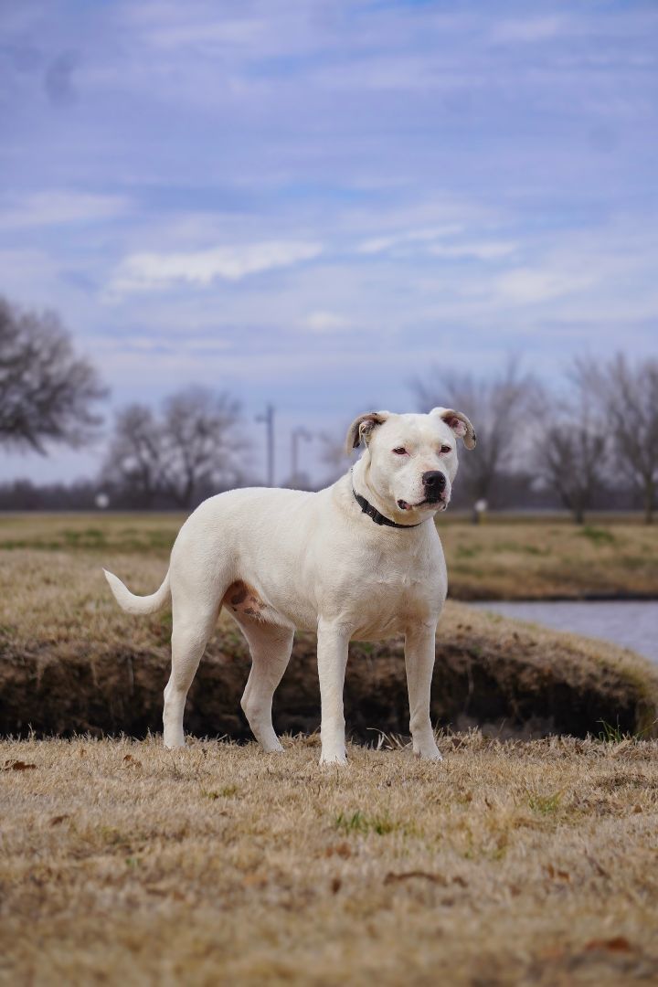 Athena, an adoptable Staffordshire Bull Terrier in Tulsa, OK, 74152 | Photo Image 3