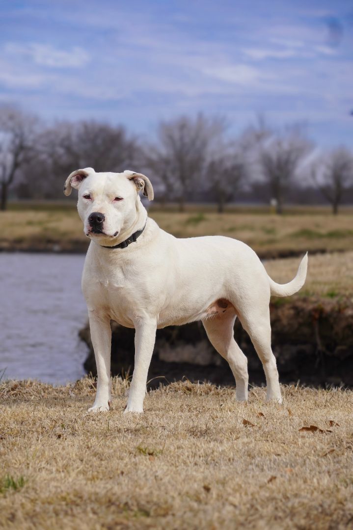 Athena, an adoptable Staffordshire Bull Terrier in Tulsa, OK, 74152 | Photo Image 4