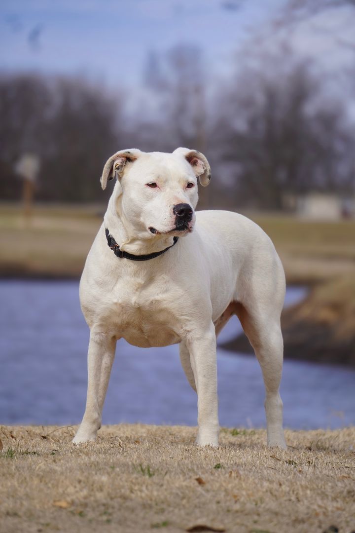 Athena, an adoptable Staffordshire Bull Terrier in Tulsa, OK, 74152 | Photo Image 1