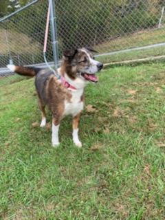 Dog For Adoption Roxie An Australian Shepherd Australian Cattle Dog Blue Heeler Mix In Kingsport Tn Petfinder