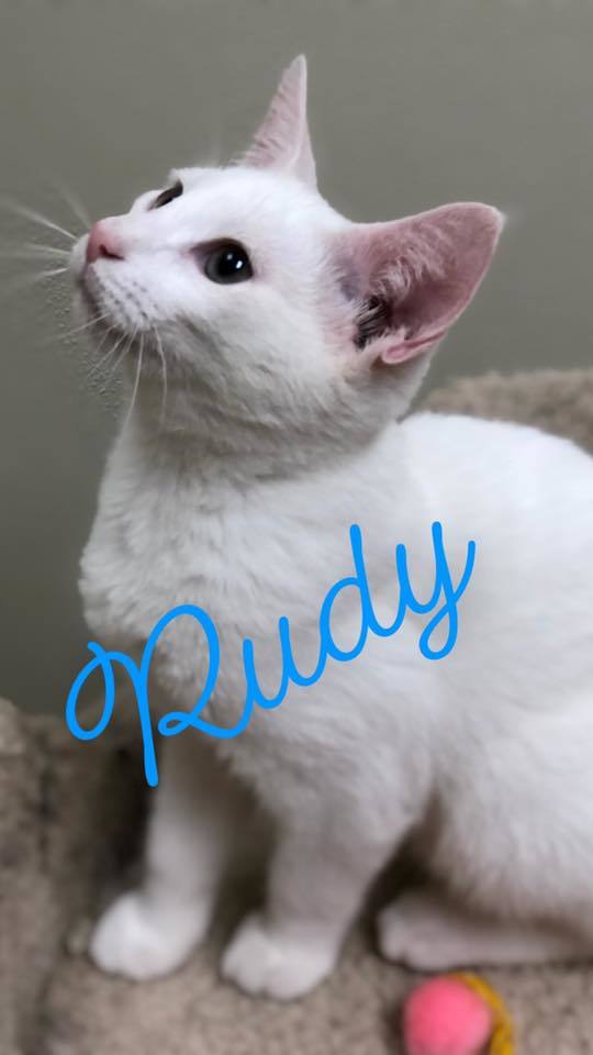 Rudey - kitten! 1