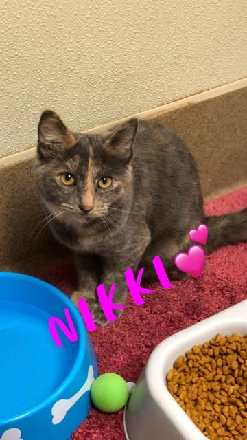 Nikki - update! adopted! 2