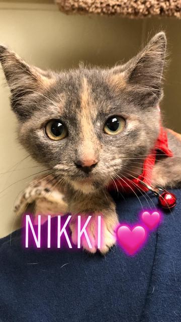 Nikki - update! adopted! 3