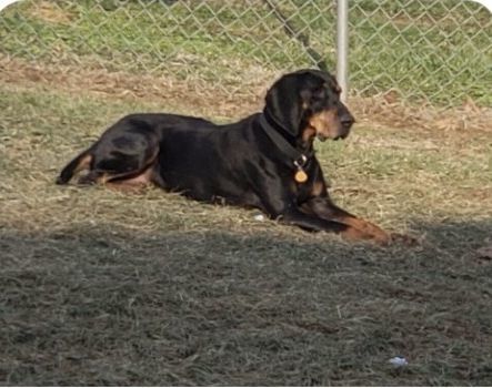 Bo, an adoptable Coonhound in Silver Spring, MD, 20918 | Photo Image 1